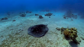 צילום: ד"ר שי אורון, החברה להגנת הטבע